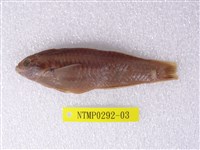 藏品(綠錦魚)的圖片